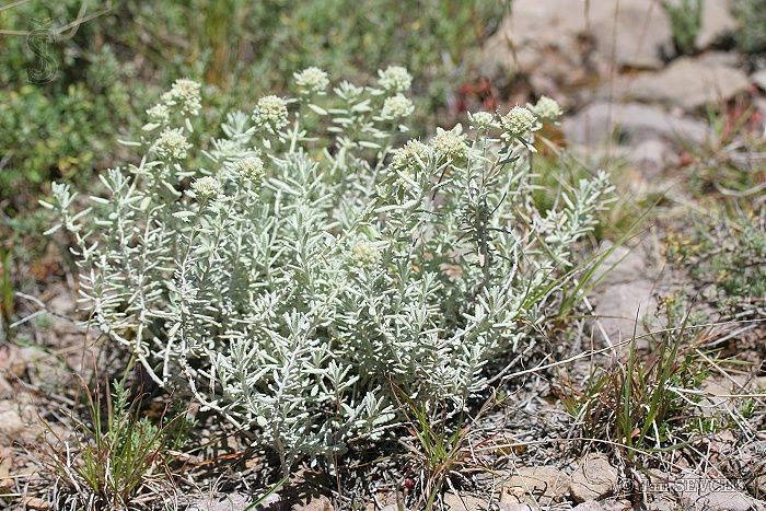 مریم نخودی اسپانیایی